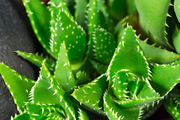 Detalj av Aloe Vera plantor — Stockfoto