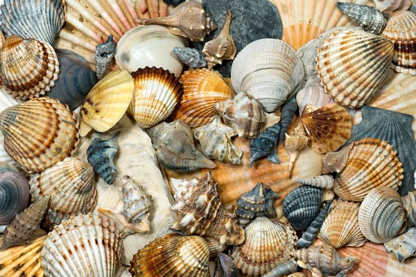 Group of Seashells - Background — Stock Photo, Image