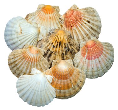 beyaz arkaplanda izole edilmiş deniz kabukları