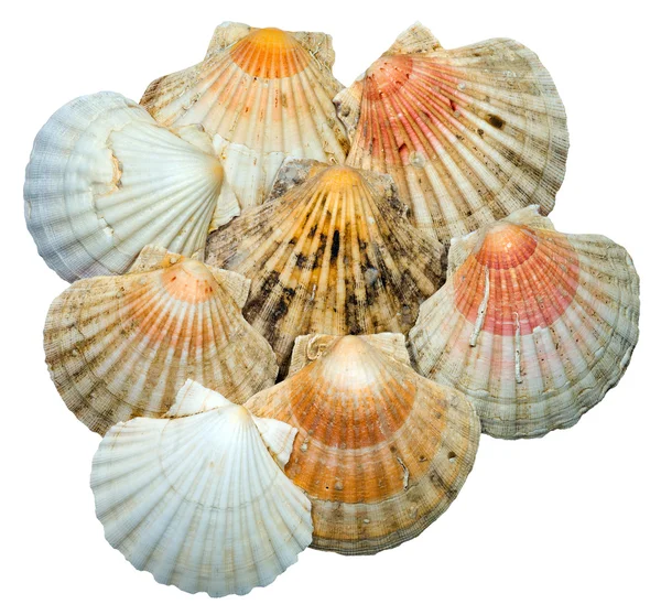 Seashells Isolated on White Background — Stock Photo, Image