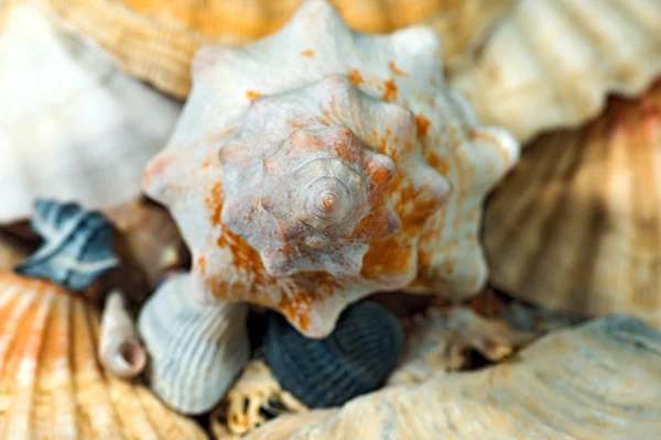 Sarmal Seashell - makro fotoğraf — Stok fotoğraf