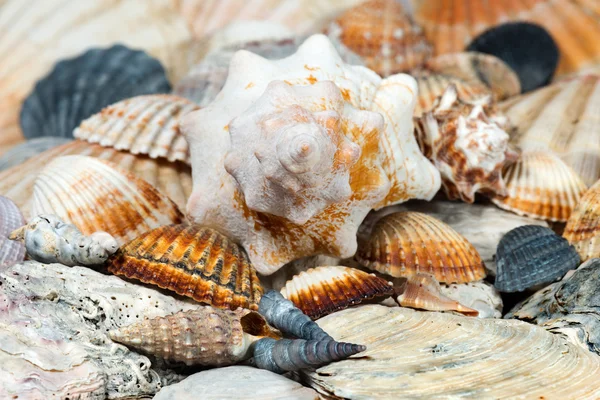 Spirale Seashell - Macro Foto — Foto Stock