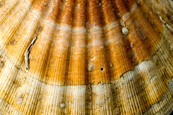 Macro extremo de concha marina - Pectinidae — Foto de Stock