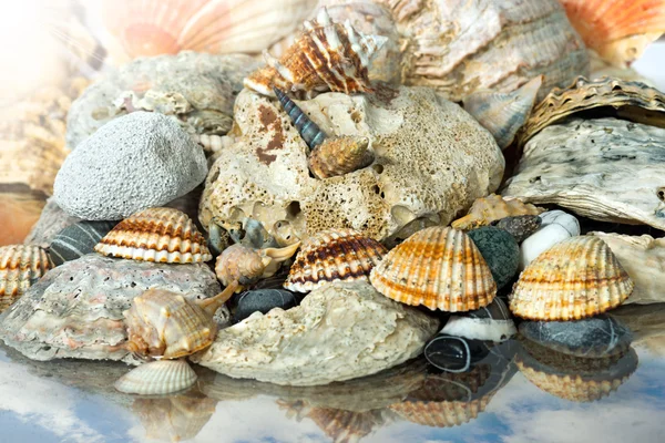 Conchiglie sulla riva del mare — Foto Stock