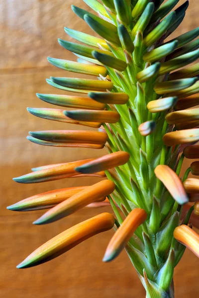 Aloe Vera Flower - makro foto — Stockfoto