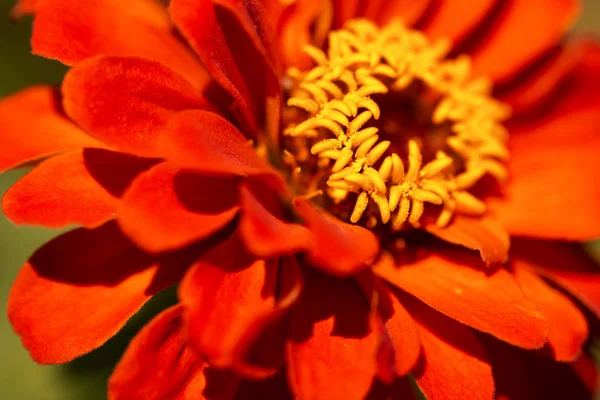 Orange och gul zinnia blomma — Stockfoto