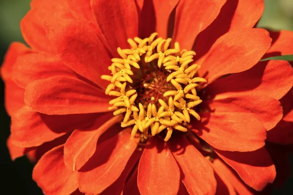 Laranja e amarelo zinnia flor — Fotografia de Stock