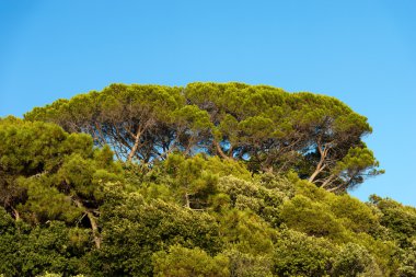 Gökyüzü mavi bir karşı deniz Pines temizleyin