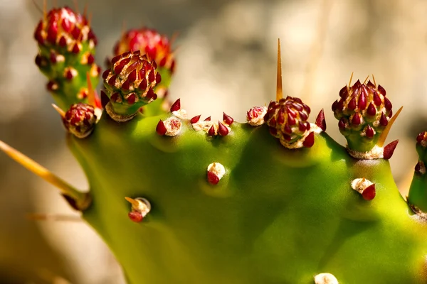 Fico d'India Pear Cactus con fiori rossi — Foto Stock