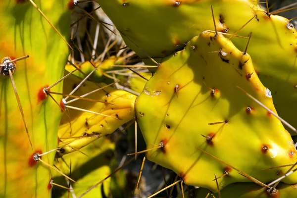 Cactus fichi d'india con spine lunghe — Foto Stock