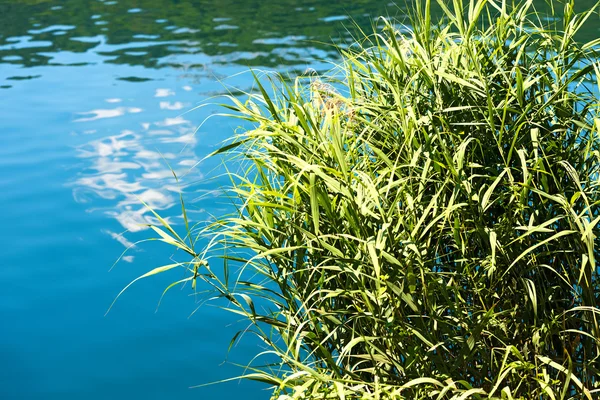 Zielony stroiki w Blue Lake — Zdjęcie stockowe