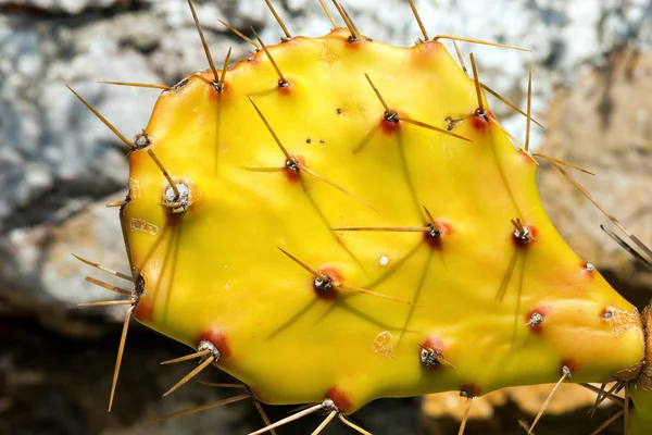 Cactus fichi d'india con spine lunghe — Foto Stock