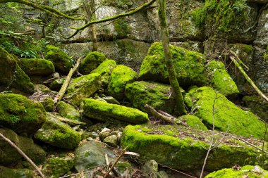 Çalılar yeşil yosun ile