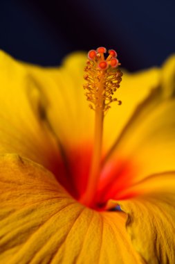 Stamens ve bir portakal ebegümeci Pistils