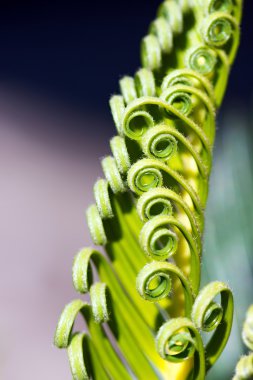 Cycas Revoluta kıvırcık yaprakları
