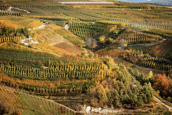 Apple Orchard Golden Delicious Apple Outono Visto Cima Trentino Alto — Fotografia de Stock