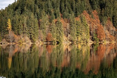 Lago di Tovel, Sonbaharda ormanlı güzel Alp Gölü, Adamello Brenta Ulusal Parkı. Trentino Alto Adige, Trento ili, İtalya, Avrupa.