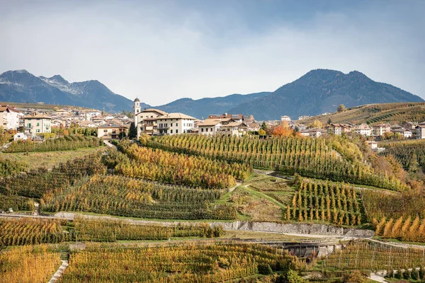 意大利Trento省Trentino Alto Adige Val Non Terres村秋季阳光苹果园 金黄色美味苹果 — 图库照片