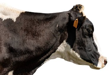 Holstein Friesian cattle, portrait of a black and white dairy cow isolated on white background. Italy, Europe.