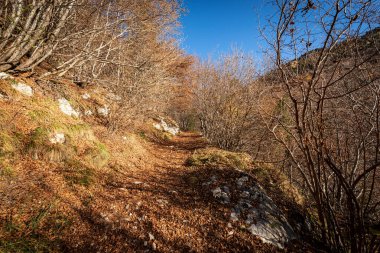 İtalya Alpleri 'nde kayın ağaçları ve kuru yapraklarla sonbaharda yürüyüş yolu, Lessinia Platosu' nda Corno d 'Aquilio dağı, Bölgesel Doğal Park, Verona, Veneto, İtalya, Avrupa.