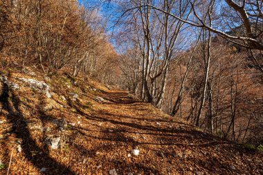 İtalya Alpleri 'nde kayın ağaçları ve kuru yapraklarla sonbaharda yürüyüş yolu, Lessinia Platosu' nda Corno d 'Aquilio dağı, Bölgesel Doğal Park, Verona, Veneto, İtalya, Avrupa.