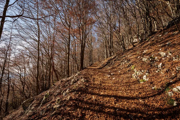 Caminho Caminhada Outono Com Faia Folhas Secas Alpes Italianos Montanha — Fotografia de Stock