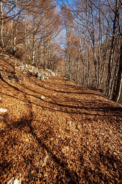 Wanderweg Herbst Mit Buchen Und Trockenen Blättern Den Italienischen Alpen — Stockfoto