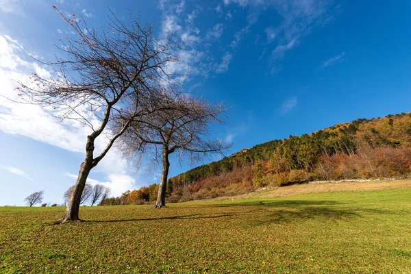 秋のイタリアアルプスの美しい森 レッシニア高原のコルノ ダキリオ アルトピアノ デッラ レッシニア 地域自然公園 サンタンナ ダファエド村 ヴェネト州 — ストック写真