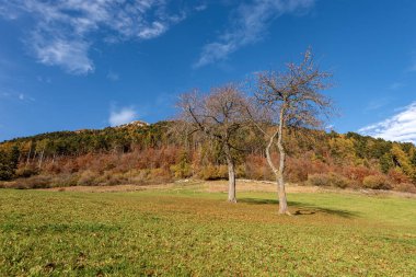 Sonbaharda İtalyan Alplerindeki Güzel Orman, Lessinia Plateau 'daki Corno d' Aquilio (Altopiano della Lessinia), Bölgesel Doğal Park, Sant 'Anna d' Alfaedo Köyü, Verona, Veneto, İtalya, Avrupa