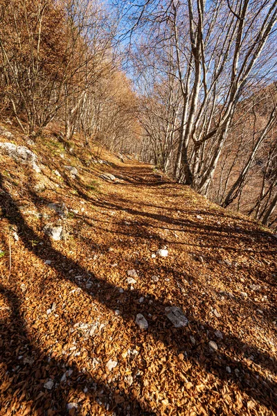 Wandelpad Herfst Met Beukenbomen Droge Bladeren Italiaanse Alpen Berg Corno — Stockfoto