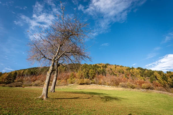 Beautiful Forest Italian Alps Autumn Corno Aquilio Lessinia Plateau Altopiano — стоковое фото