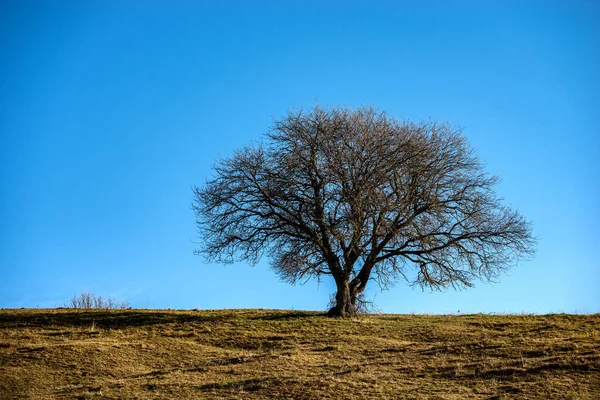 Krásný Osamělý Strom Bez Listí Zelené Hnědé Louce Jasná Obloha — Stock fotografie
