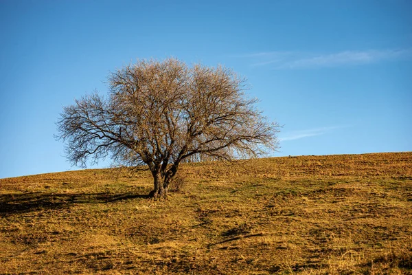 Krásný Osamělý Strom Bez Listí Zelené Hnědé Louce Jasná Obloha — Stock fotografie