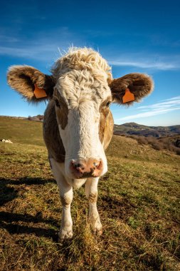 Kameraya bakan beyaz ve kahverengi bir süt ineğinin portresi, Lessinia Plateau (Altopiano della Lessinia), Alps, Veneto, Verona, İtalya, Avrupa.