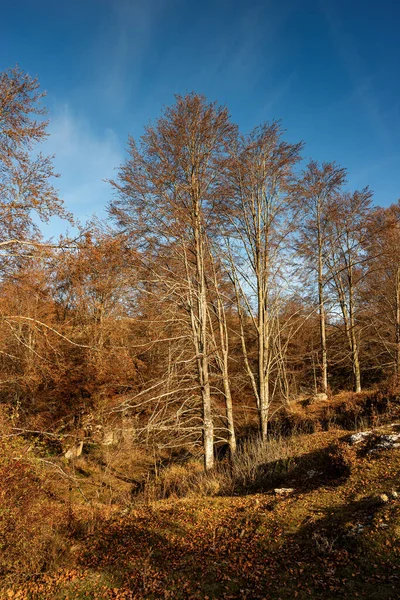 Bokskog Hösten Lessinia Platå Altopiano Della Lessinia Regional Natural Park — Stockfoto