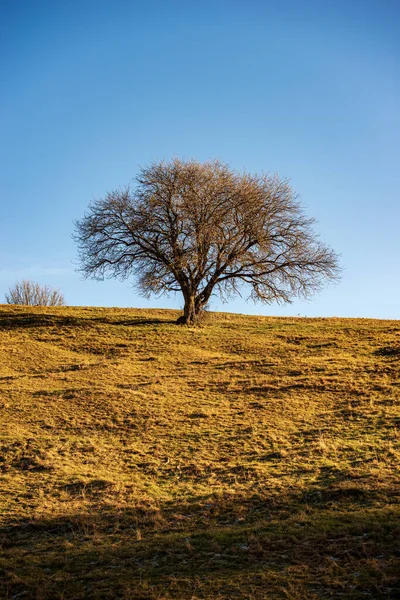 Bela Árvore Solitária Sem Folhas Prado Verde Marrom Céu Claro — Fotografia de Stock