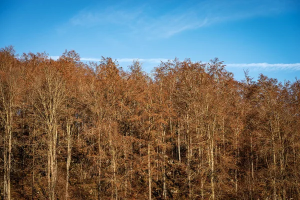 Gros Plan Une Forêt Hêtres Automne Sur Plateau Lessinia Altopiano — Photo