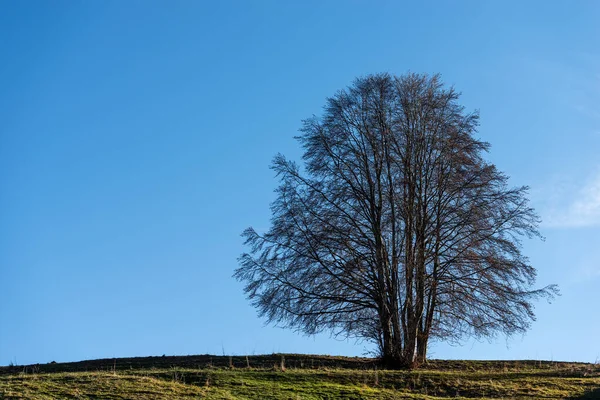 Grande Faia Sem Folhas Prado Verde Céu Limpo Outono Lessinia — Fotografia de Stock