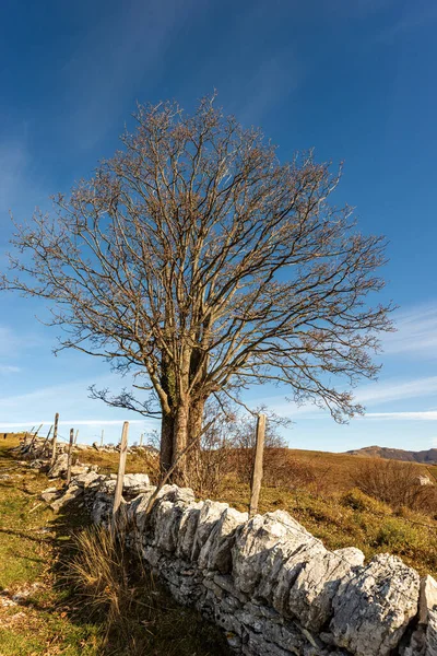 Bare Tree Fence Made Stones Used Delimit Grazing Uncultivated Meadows — Stock Photo, Image