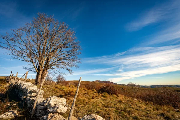 Bare Tree Fence Made Stones Used Delimit Grazing Uncultivated Meadows — Stock Photo, Image