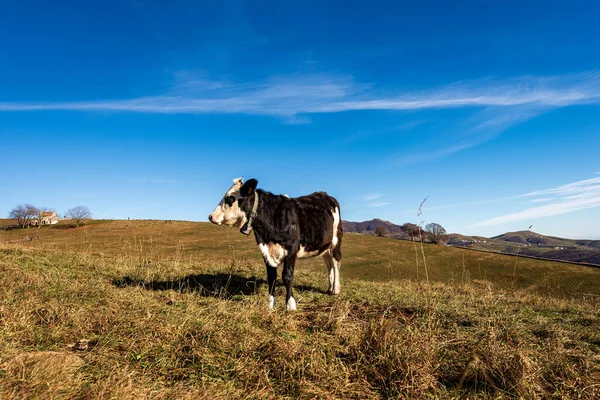 Mléčná Kráva Kravským Zvonkem Louce Podzim Náhorní Plošině Lessinia Altopiano — Stock fotografie