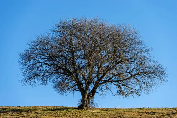 Bel Arbre Simple Automne Sur Prairie Verte Brune Ciel Clair — Photo