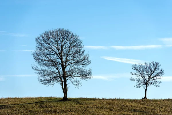 Two Bare Trees Meadow Autumn Lessinia Plateau Regional Natural Park — Stock Photo, Image