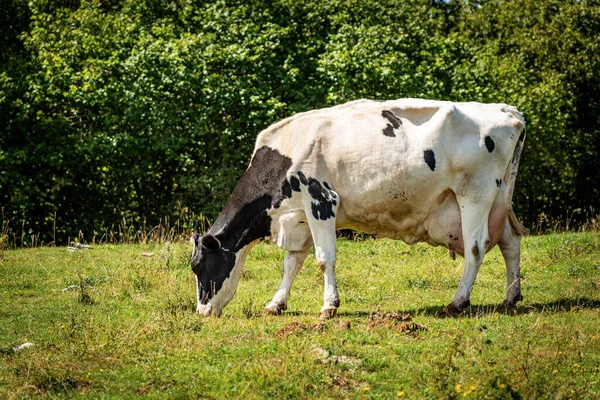 Vue Latérale Une Vache Laitière Noire Blanche Dans Alpage Prairie — Photo