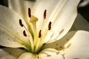 Beyaz bir zambak çiçeğine aşırı yakın plan, tam kare. Makro fotoğrafçılık