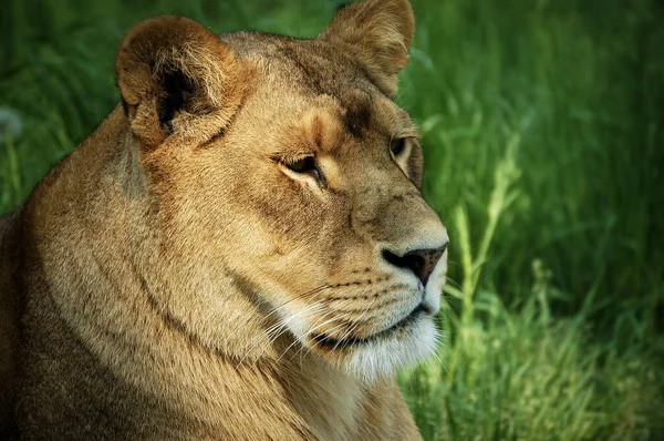 Close Lioness Portrait Resting Green Grass Side View — Stock Photo, Image