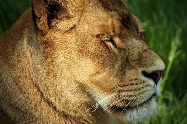 Close Lioness Portrait Resting Green Grass Side View — Stock Photo, Image