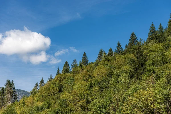 Primer Plano Bosque Verde Verano Con Árboles Siempreverdes Caducos Cielo — Foto de Stock