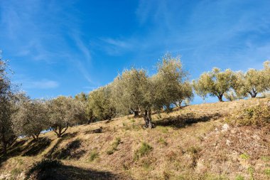 Garda Gölü kıyısında Olive Trees (Lago di Garda) ve arka planda bulutlar, Verona Eyaleti, Veneto, İtalya, Güney Avrupa.