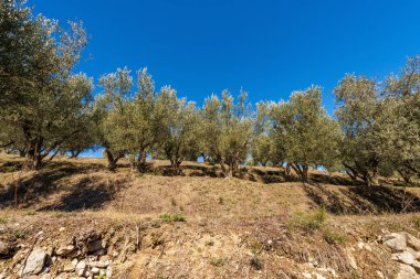 Arka planda açık mavi gökyüzü bulunan Garda Gölü kıyısında Olive Trees (Lago di Garda), Garda Kasabası, Verona Eyaleti, Veneto, İtalya, Güney Avrupa.